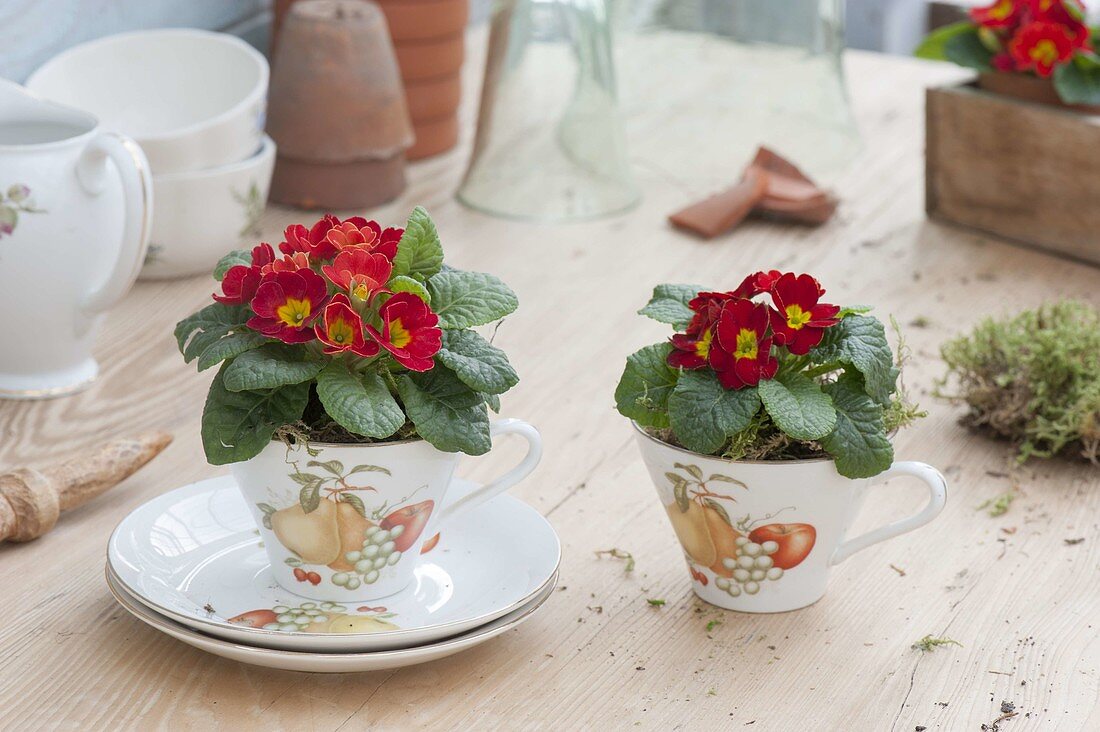 Primula acaulis (primrose) in small cups