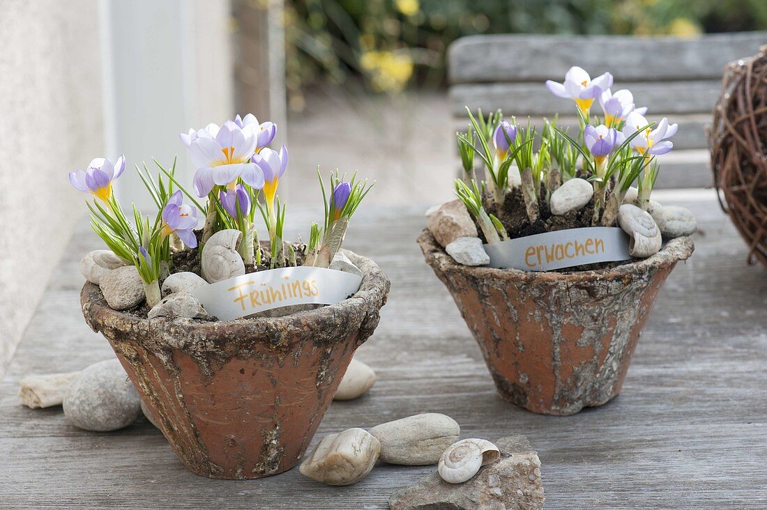 Crocus chrysanthus 'Blue Pearl' (Crocus) in conical pots