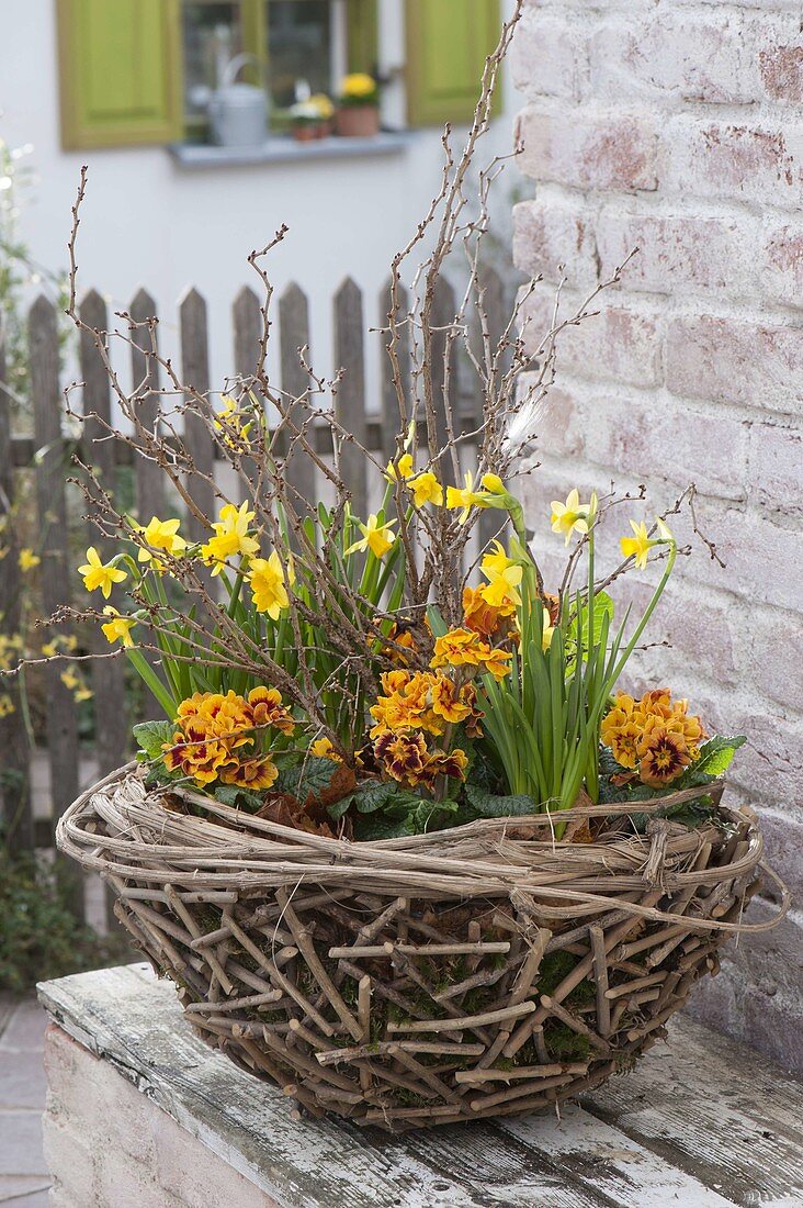 Basket bowl of twigs with Clematis tendril, planted with Narcissus