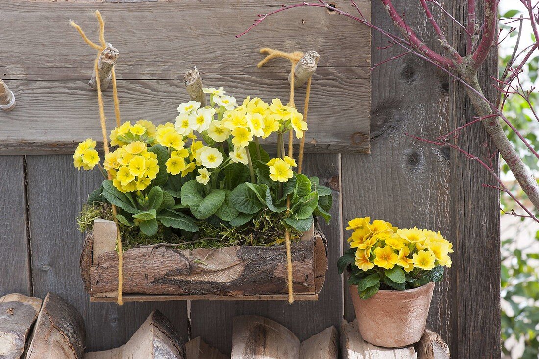 Primula in wooden box hanging on the scale wall