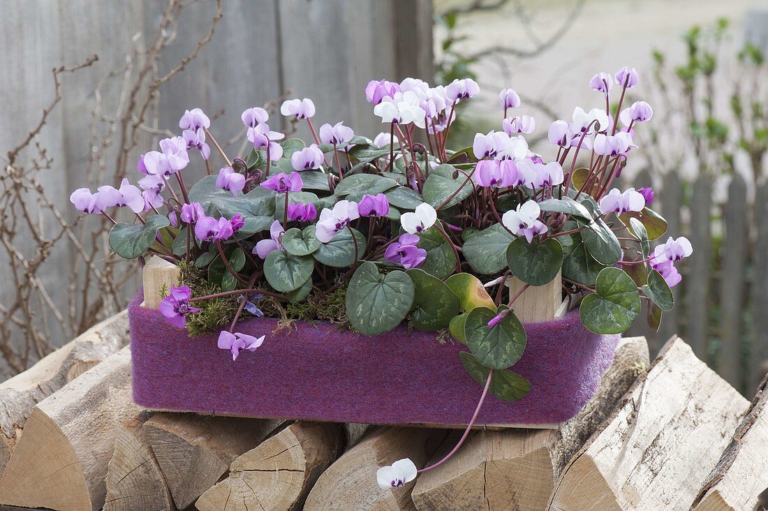 Cyclamen coum (Alpenveilchen) als Geschenk in Holzkiste