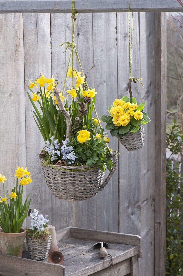 Baskets with Narcissus 'Tete A Tete', Ranunculus