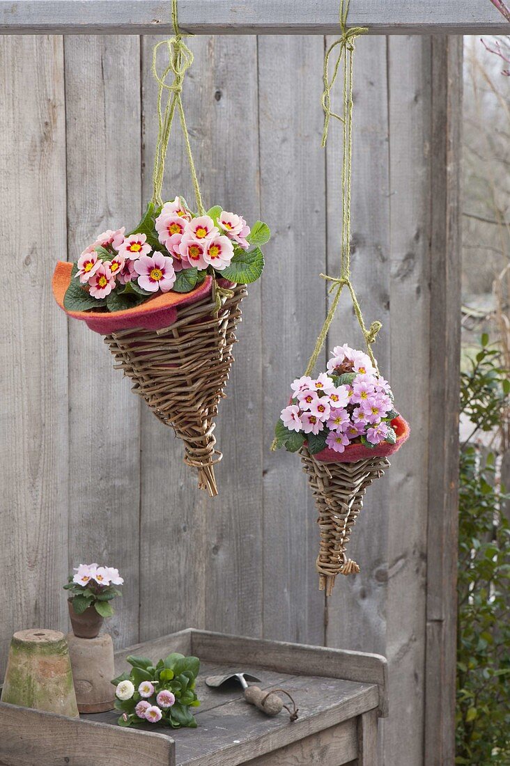 Primula acaulis (primrose) in home-made wicker baskets