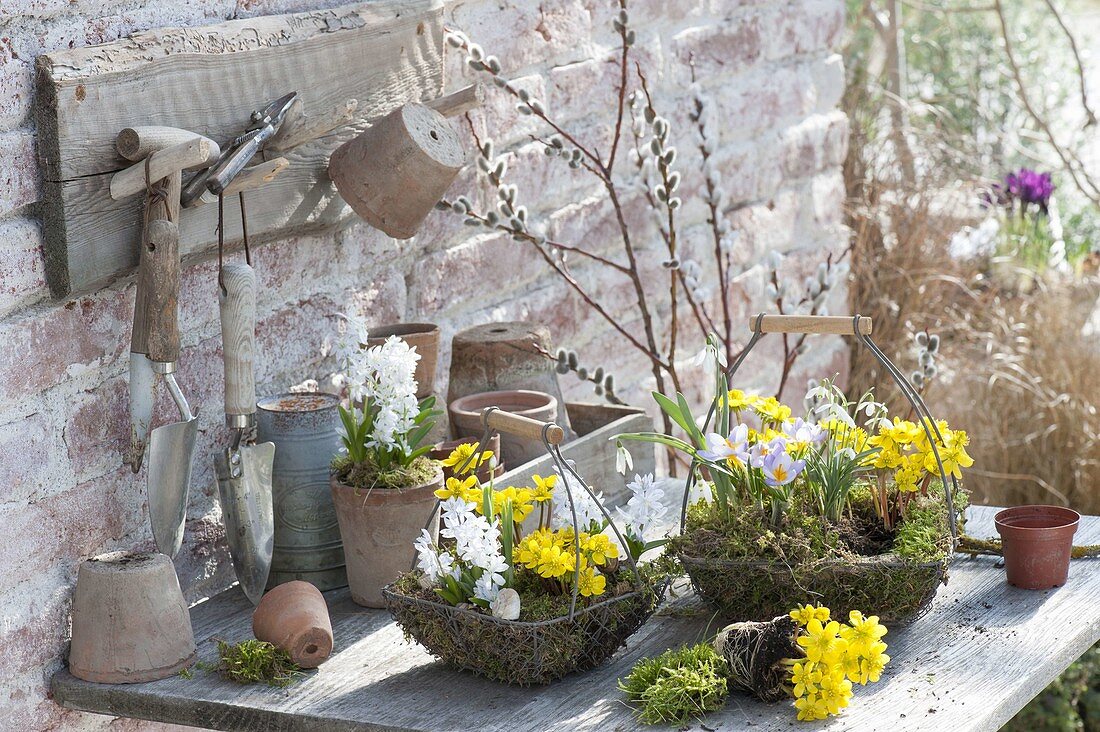 Plant spring baskets, Eranthis, Scilla