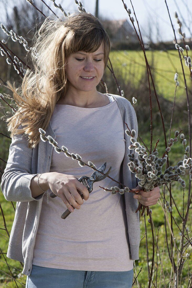 Frau schneidet Kätzchenweide (Salix)