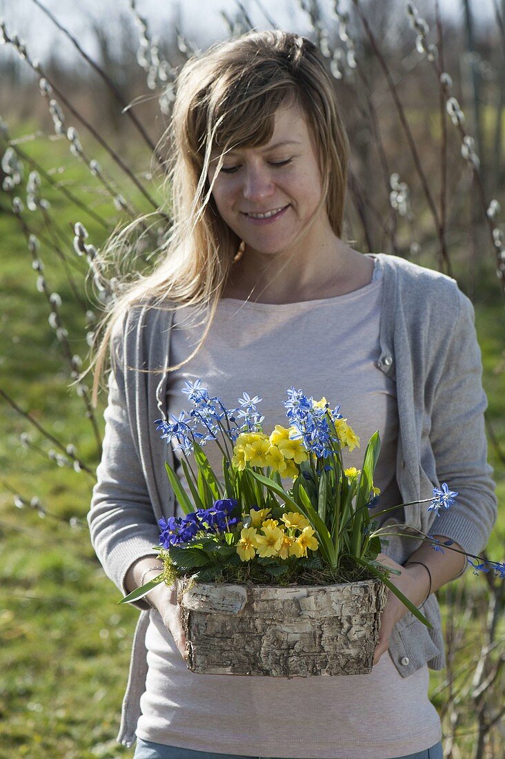 Woman with birch box with Primula acaulis, Elatior (primrose)