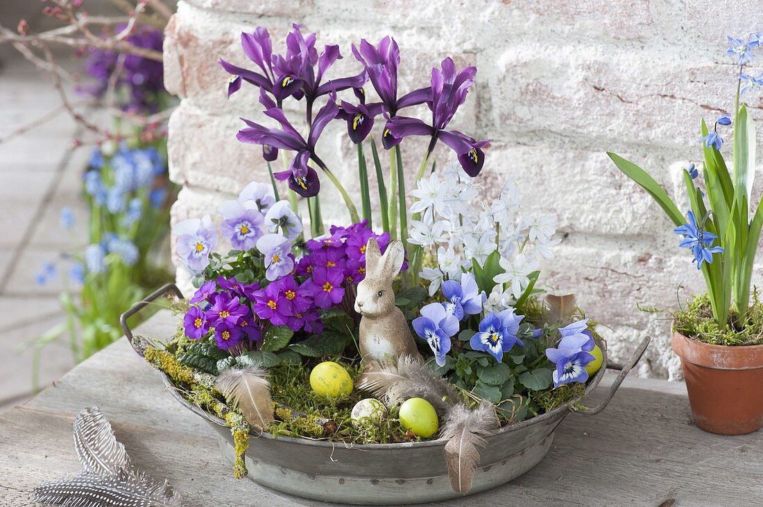 Zinc bowl with Iris reticulata (Netziris), Viola cornuta