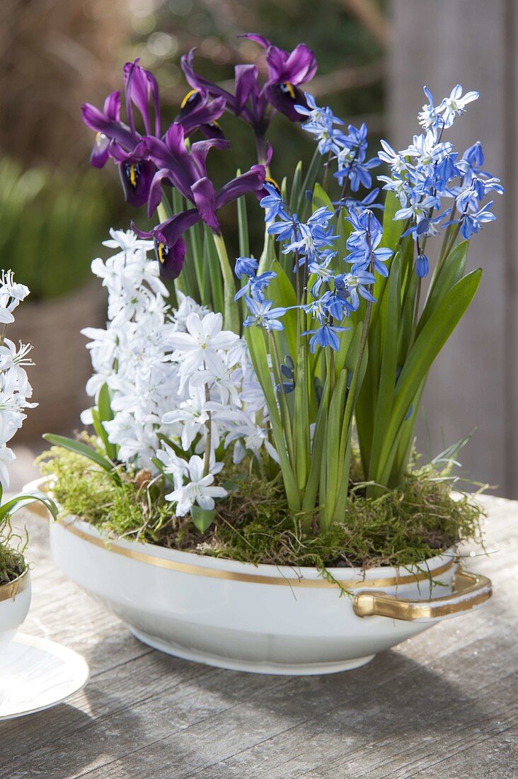 Suppenterrine bepflanzt mit Scilla (Blausternchen) und Iris reticulata