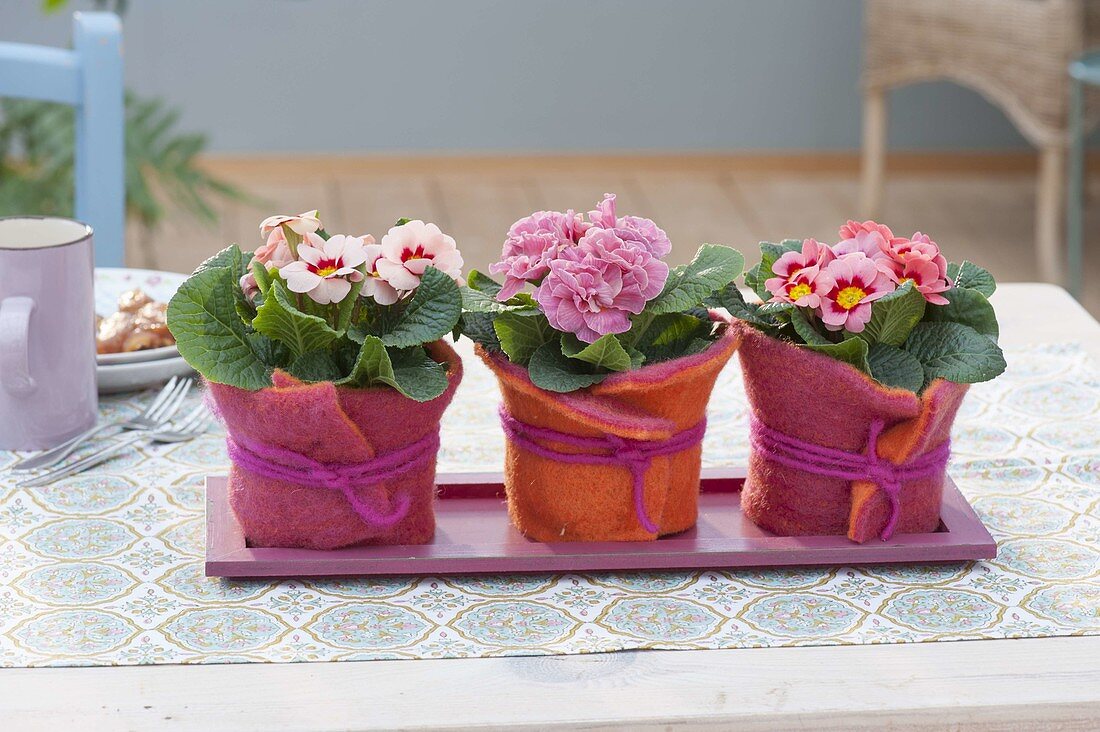 Primula acaulis (primrose) as table decoration, pots with felt cover