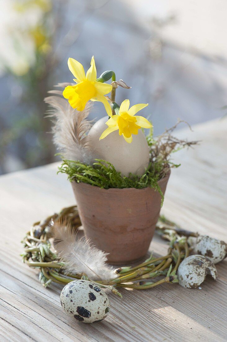 Small Easter decoration terracotta pot with moss, Narcissus flowers