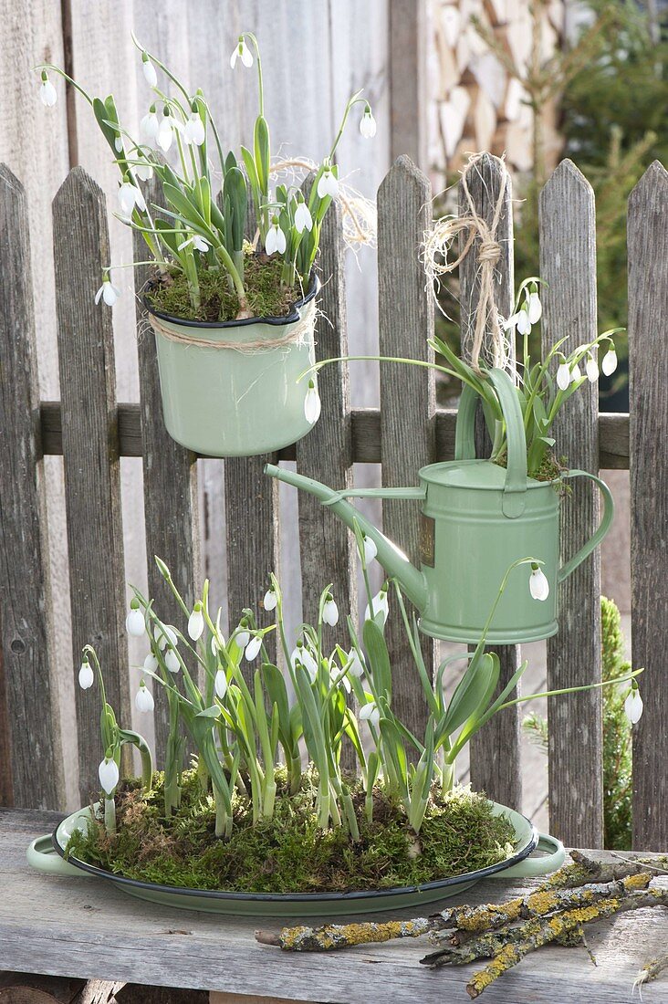 Galanthus nivalis (snowdrop) with moss in watering can