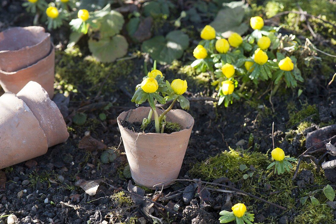Dig up Eranthis hyemalis and place in terracotta pots