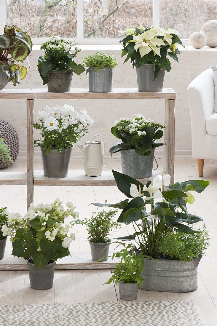 Shelf with white plants as a room divider