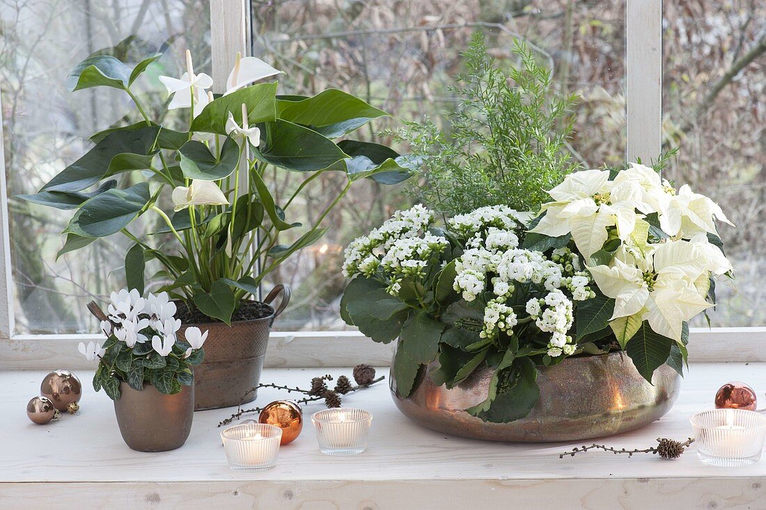 weiße Zimmerpflanzen in Kupfer-Gefaessen am Fenster