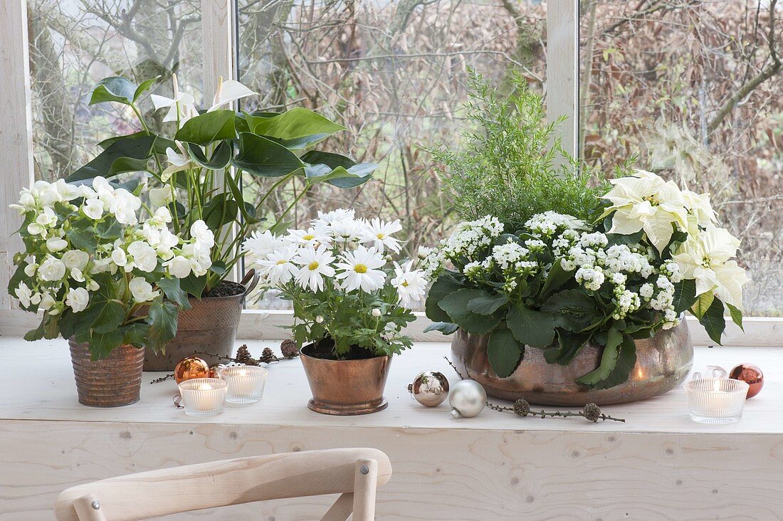 White houseplants in copper containers by the window