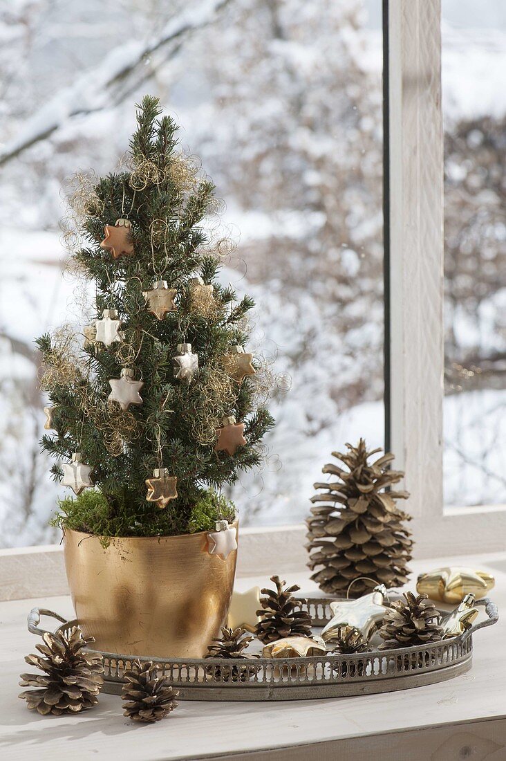 Picea glauca 'Conica' (Zuckerhutfichte) weihnachtlich geschmückt