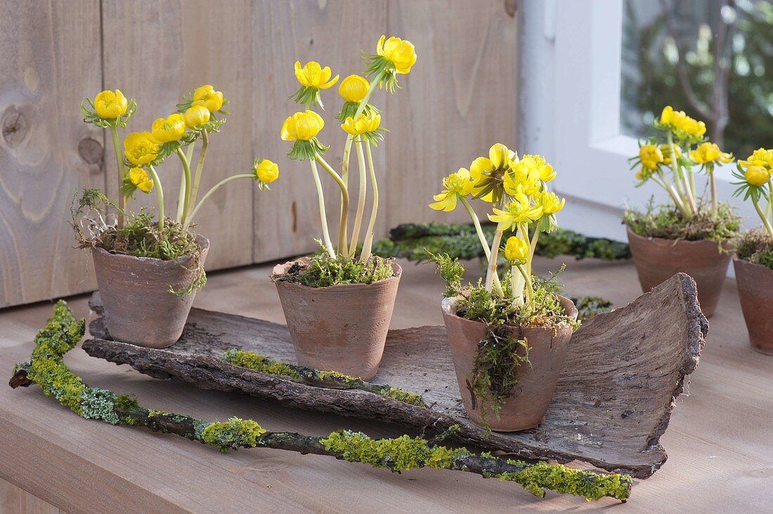 Eranthis hyemalis (Winterlinge) in Terracotta-Töpfchen