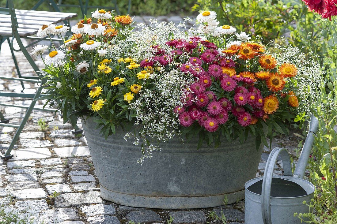 Old zinc tub planted with Bracteantha 'Red Purple' 'Sunbrella Orange'