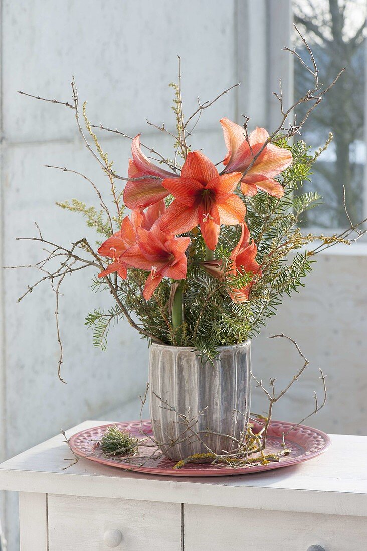 Winter bouquet with Amaryllis (Hippeastrum) and branches