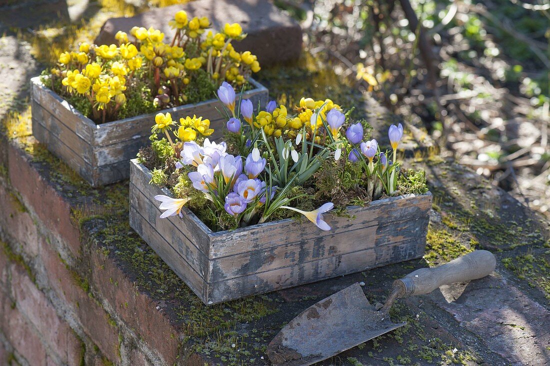 Crocus chrysanthus 'Blue Pearl' (Krokusse), Eranthis (Winterlinge)