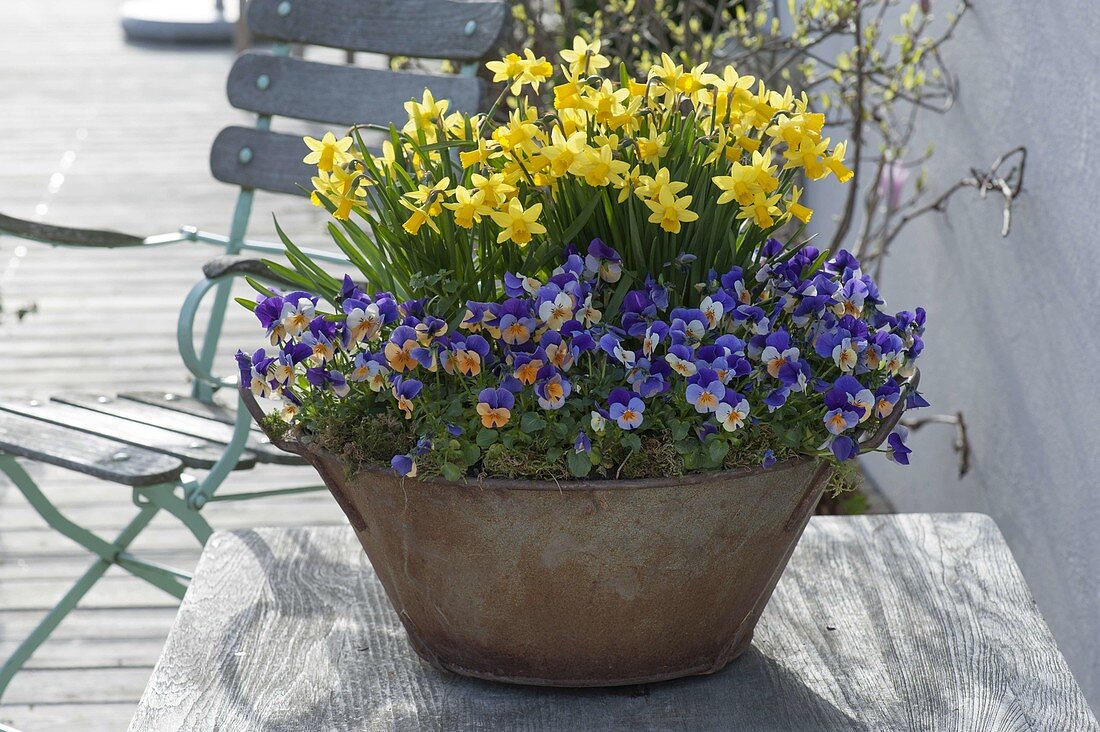 Rusty tin pan with Narcissus 'Tete a Tete' and Viola