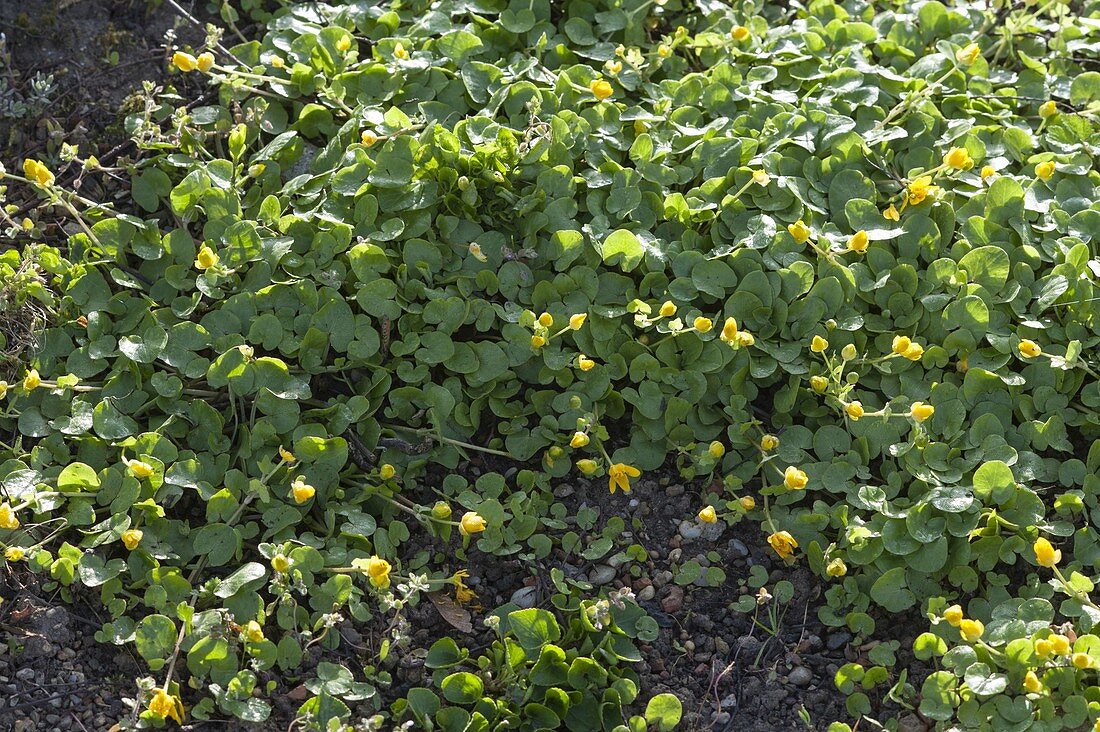 Scharbockskraut (Ficaria verna, Syn.: Ranunculus ficaria)