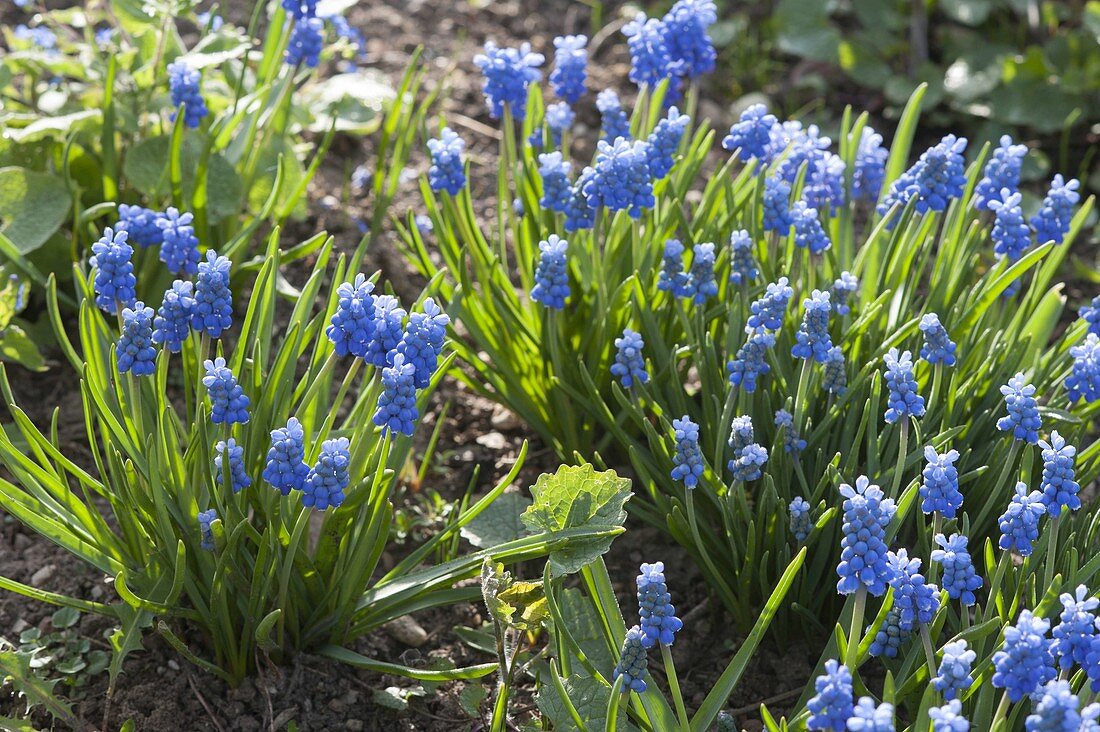 Muscari aucheri 'Blue Magic' (Grape Hyacinth)