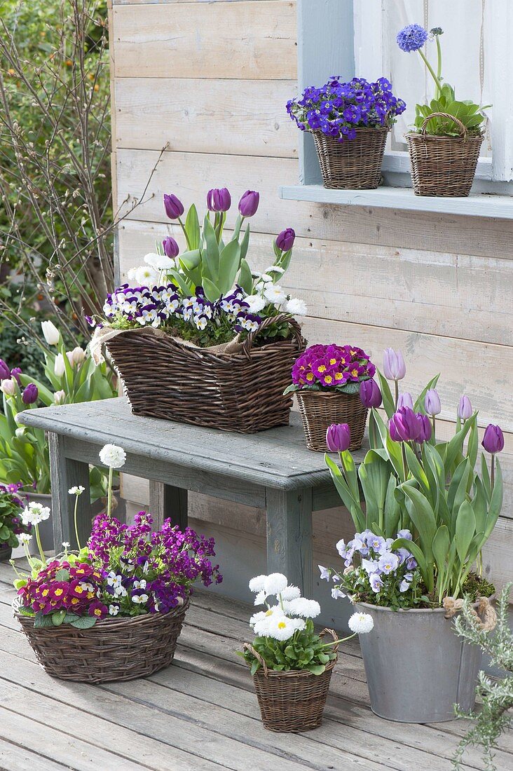 Frühlingsterrasse mit Tulipa 'Purple Prince' 'Holland Beauty' (Tulpen)