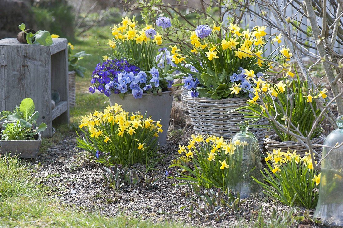 Spring awakening in blue-yellow