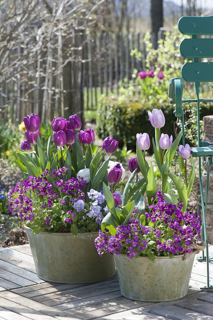 Tulipa 'Purple Prince' 'Holland Beauty' (Tulpen), Arabis (Gänsekresse)