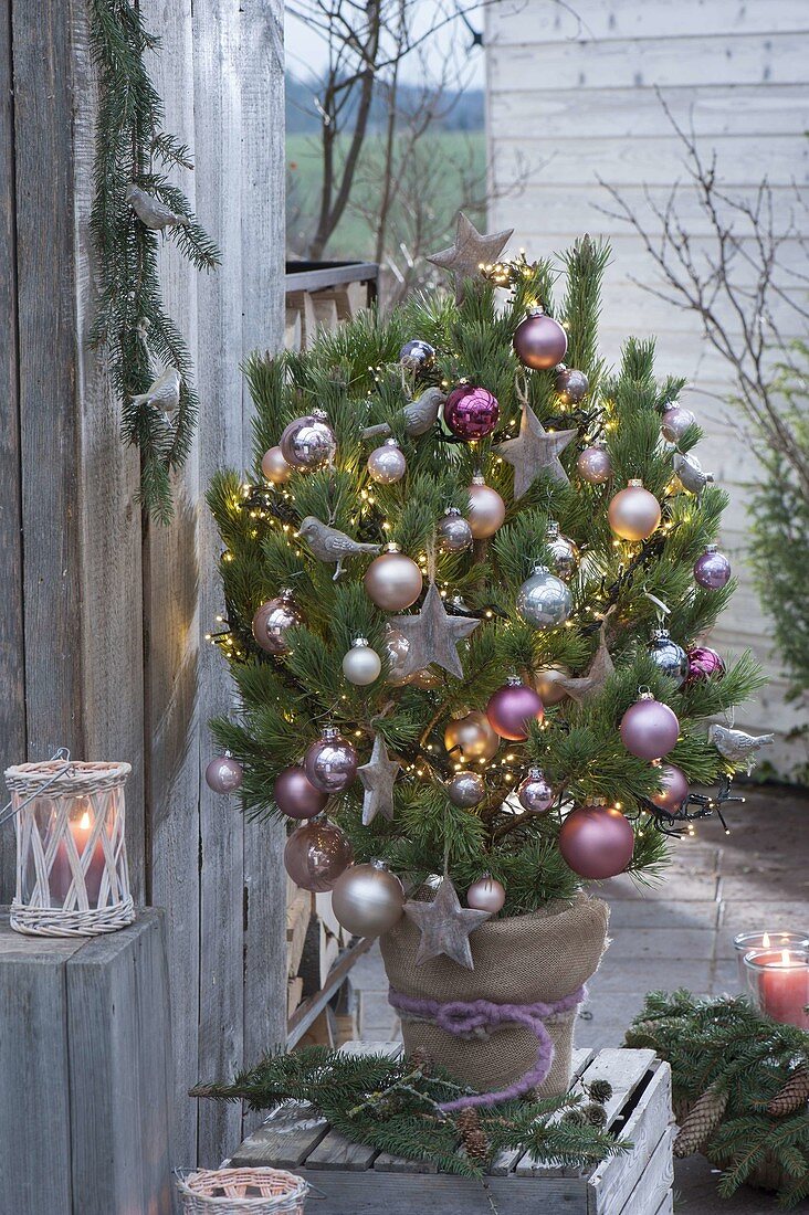 Pinus (pine) as a living Christmas tree, Christmas globes
