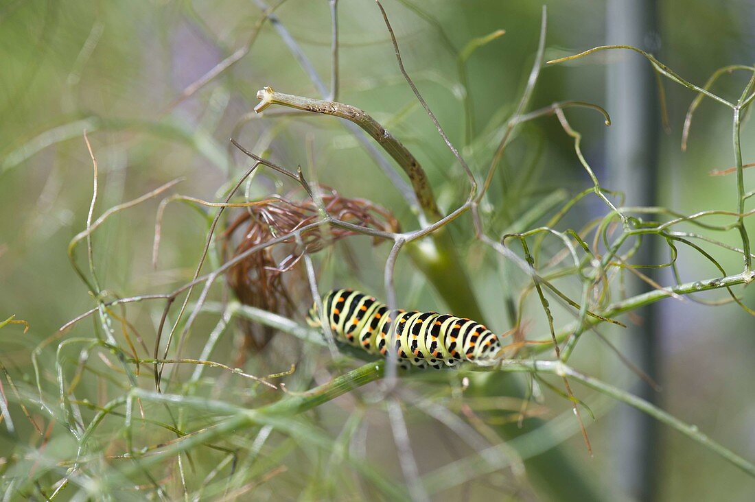 Caterpillar swallowtail on dill