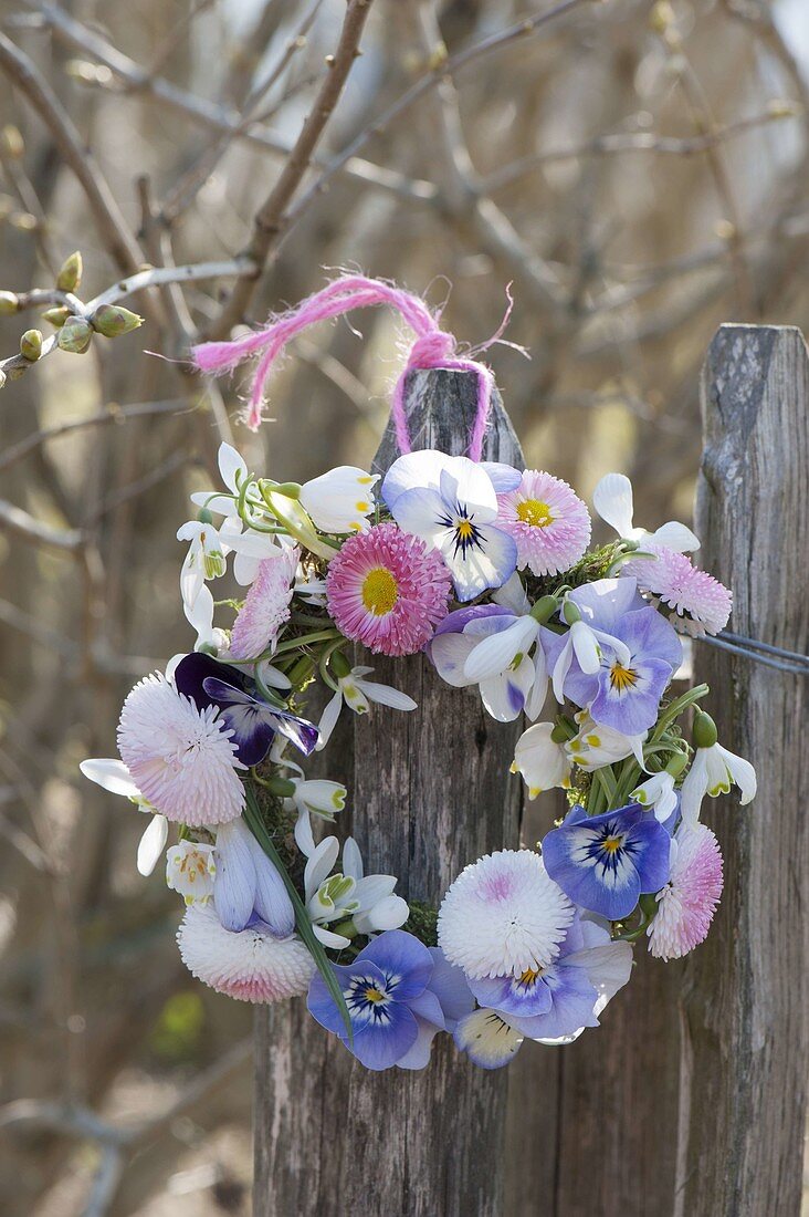 Kranz aus Bellis (Tausendschön), Viola cornuta (Hornveilchen)