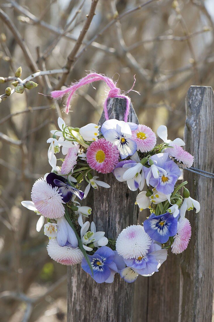 Wreath of Bellis (daisies), Viola cornuta (Horned violet)