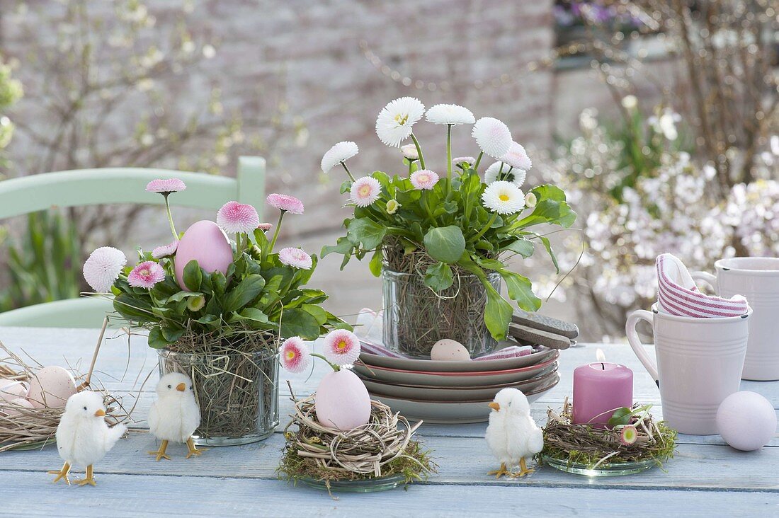 Easter table decoration with Bellis perennis 'Tasso Strawberries & Cream'