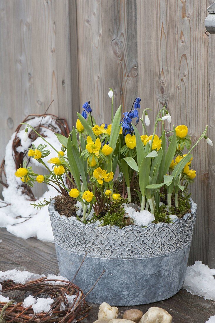 Gray pot with Eranthis (winterling), Scilla (blue oysters)