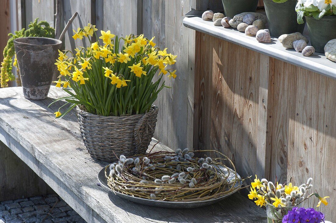 Narcissus 'Tete A Tete' in basket on bench, Salix wreath