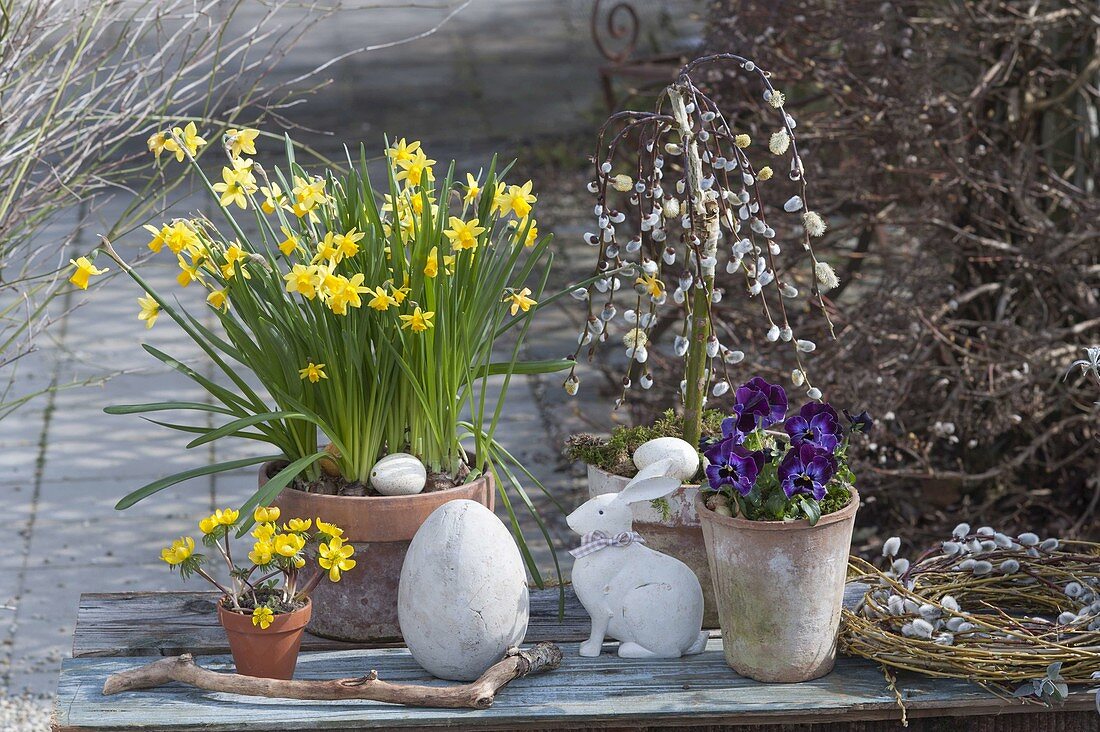 Narcissus 'Tete A Tete' (Daffodil), Salix 'Kilmarnock'