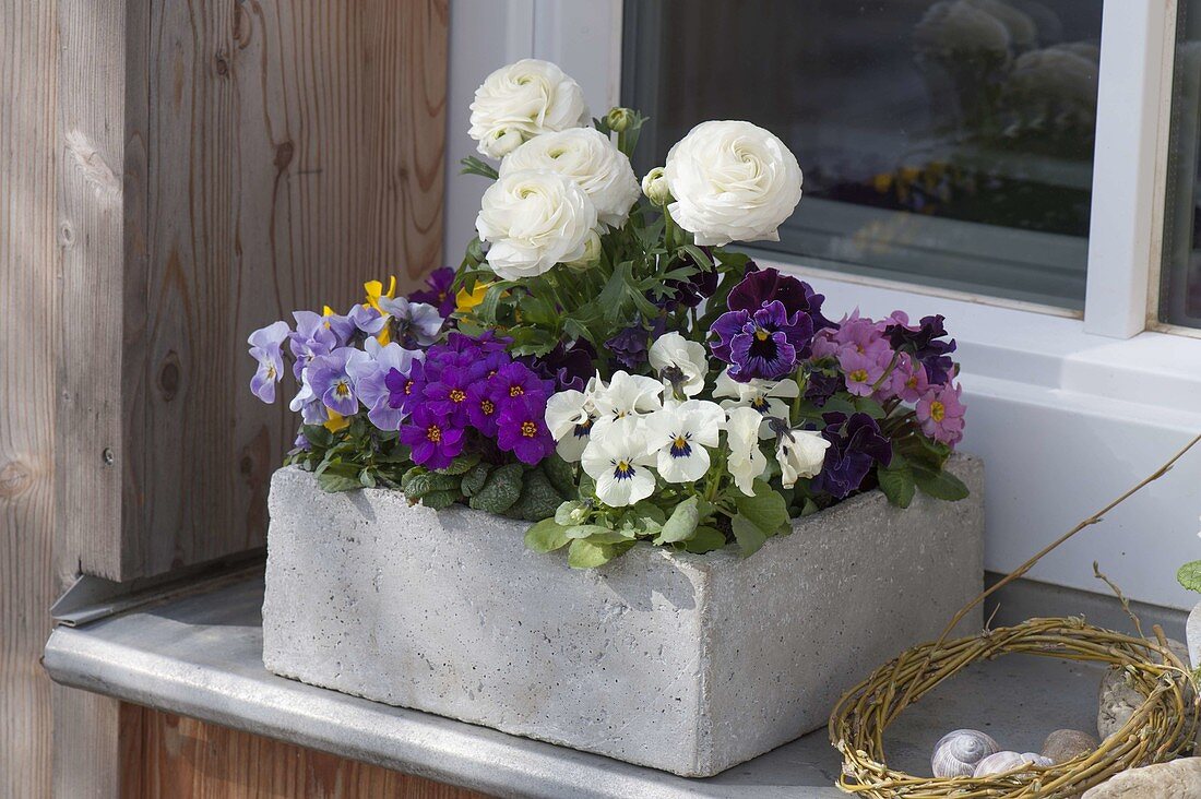 Cement box with ranunculus, Primula X juliae hybrids