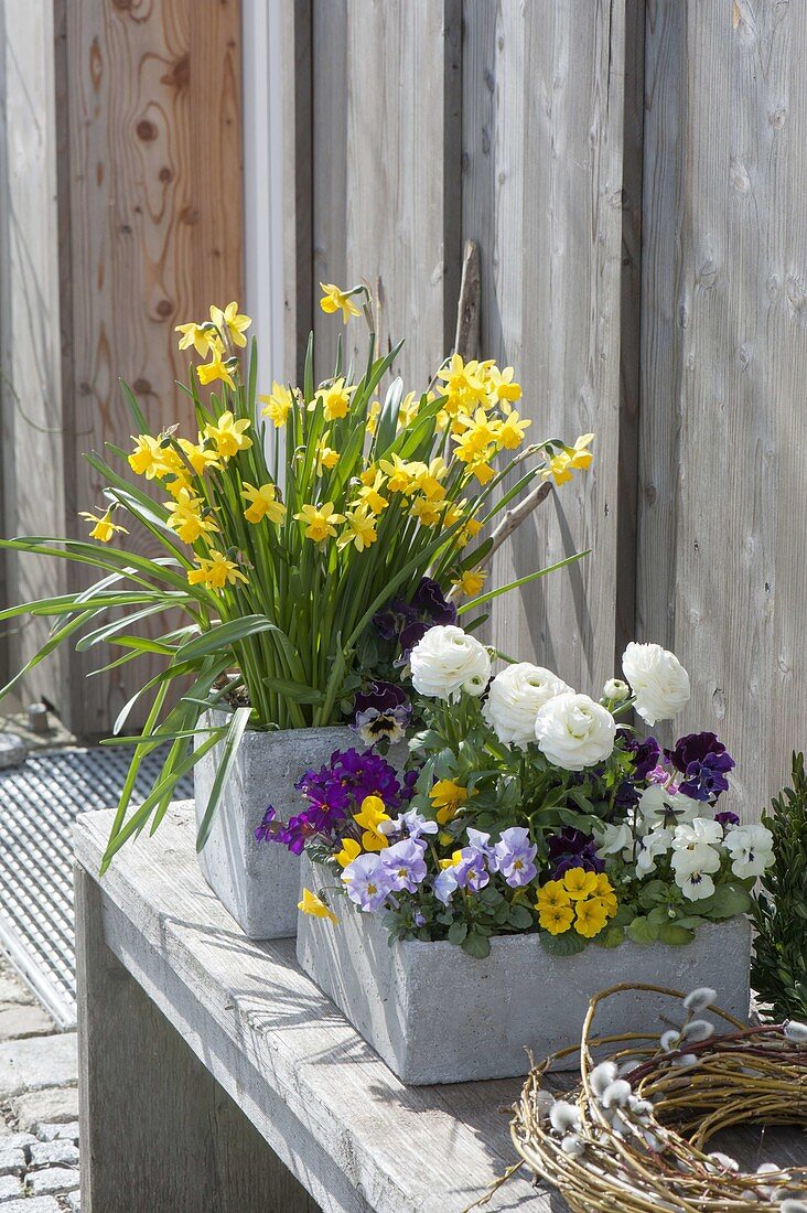 Cement boxes with ranunculus, Primula X juliae hybrids