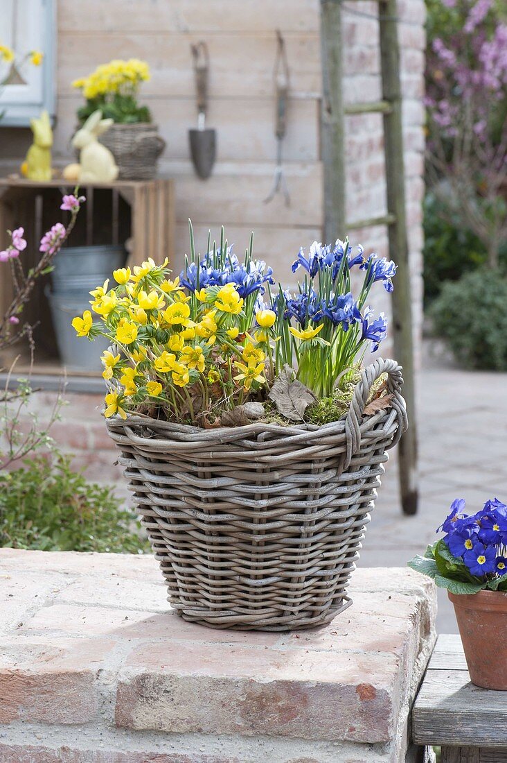 Korb mit Iris reticulata (Netziris) und Eranthis (Winterlingen)