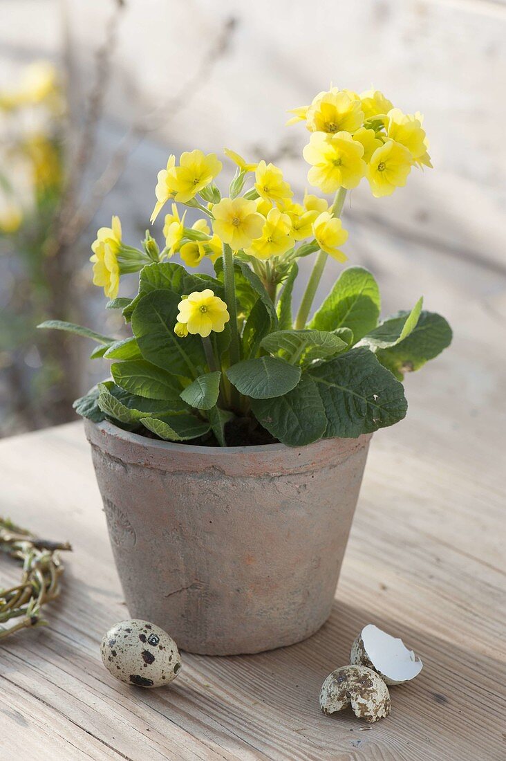 Primula elatior (High Primrose, Tall Cowslip) in terracotta