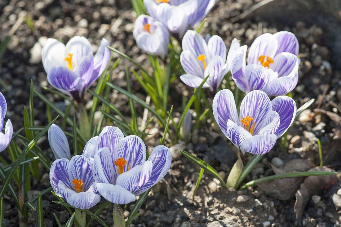 Crocus vernus 'Pickwick' in the bed