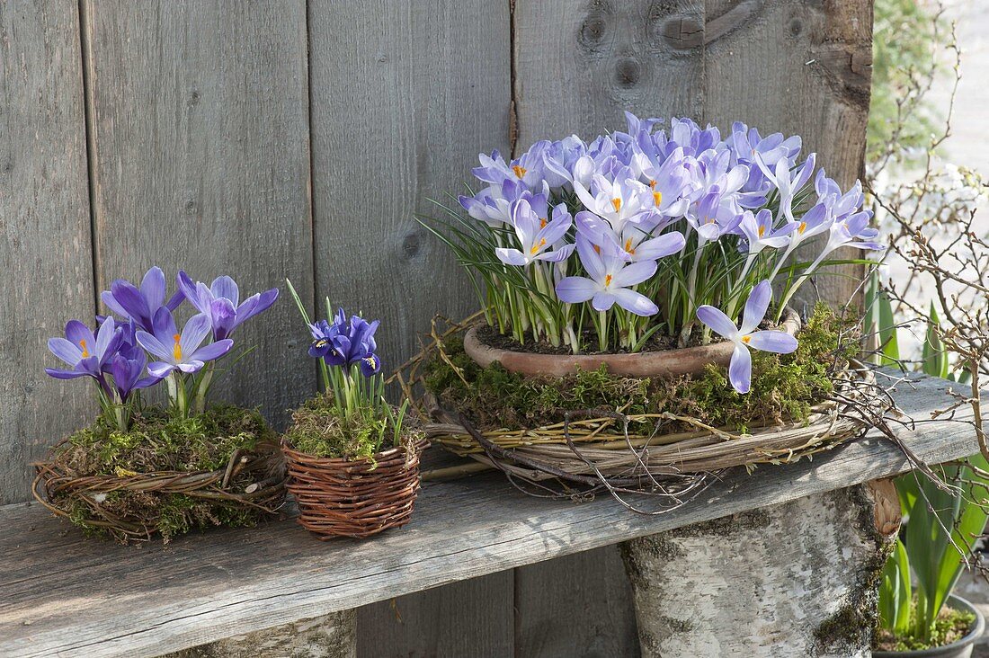 Crocus chrysanthus 'Blue Pearl' and Iris reticulata
