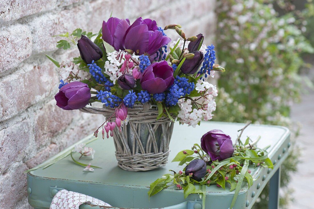 Small bouquet in wicker vase, Tulipa 'Purple Prince', Viburnum