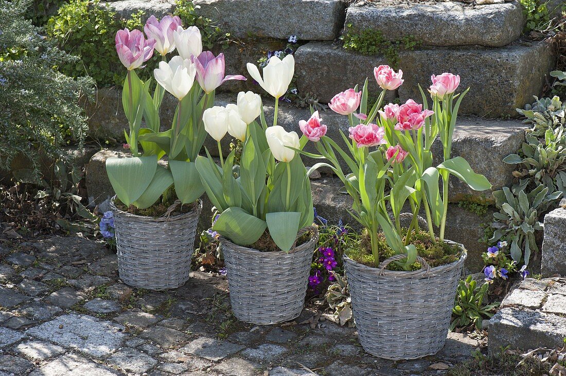 Tulipa 'Foxtrot' pink gefüllt, 'Holland Beauty' rosa, 'Calgary' weiss