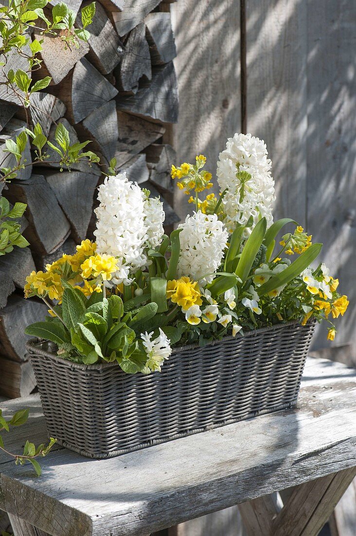 White-yellow planted basket box