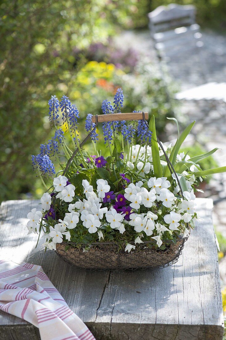Korb mit Viola cornuta Callisto 'White' (Hornveilchen), Primula (Primel