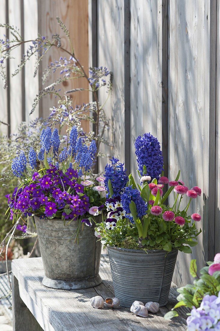 Zinkeimer mit Primula x pruhoniciana 'Wanda' (Teppichprimel,