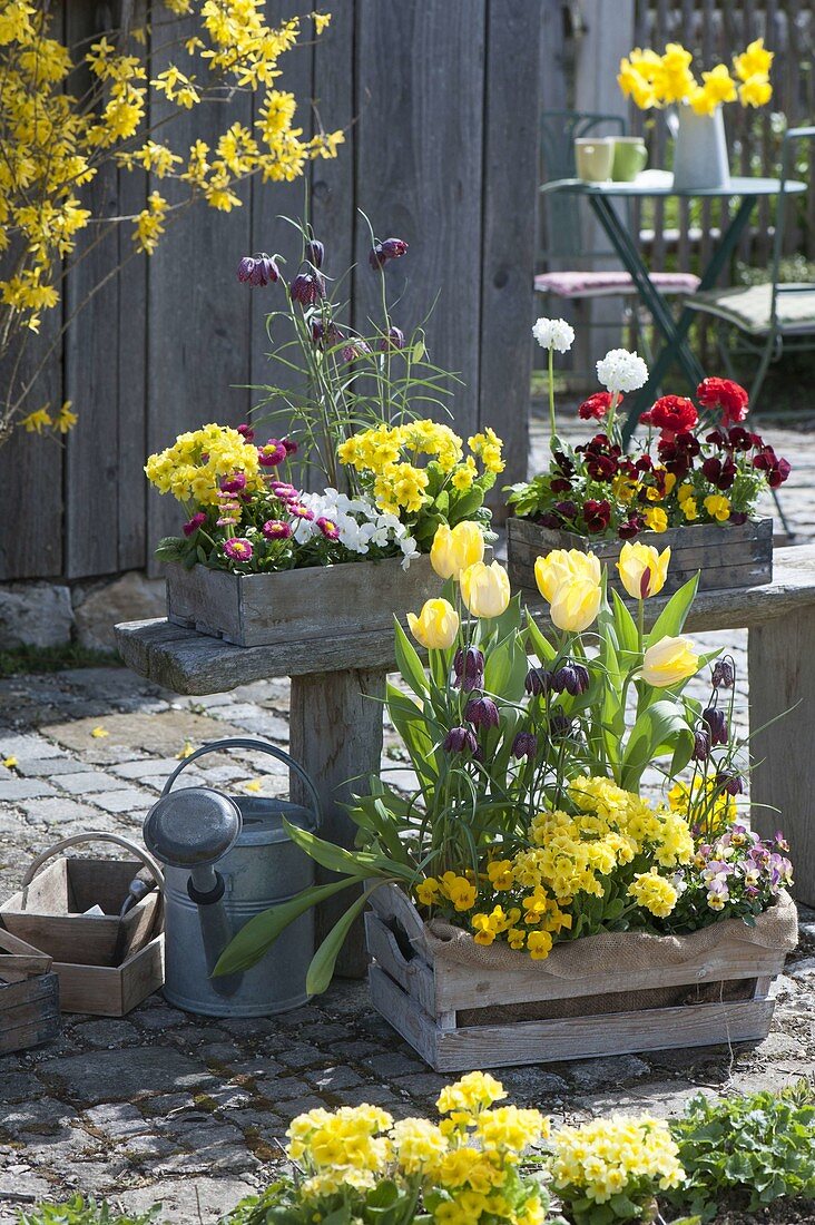 Spring in wooden boxes, Tulipa (tulip), Fritillaria meleagris